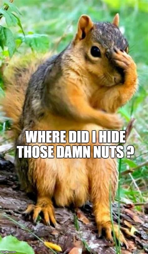 Nut Meme Meme Generator